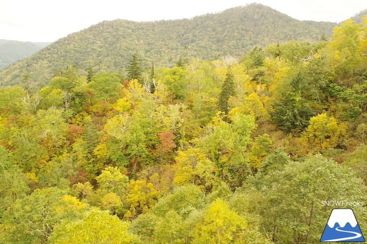 札幌国際スキー場『紅葉ゴンドラ』で紅葉の絨毯の上を♪